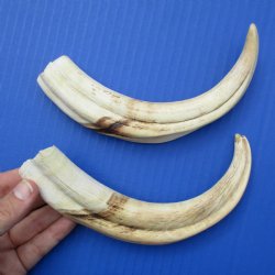 Matching Pair of 8" Ivory Tusks from African Warthog - $47