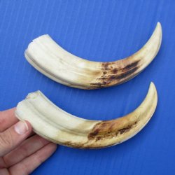 Matching Pair of 7" Ivory Tusks from African Warthog - $29