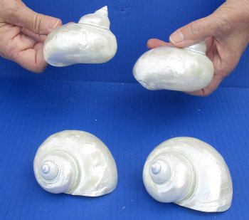 Beautiful 4 piece lot of Pearl Turbo shells for beach weddings - $29/lot