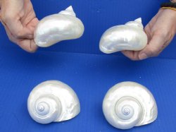 Beautiful 4 piece lot of Pearl Turbo shells for beach weddings - $29/lot