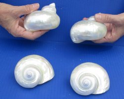 Real Nice 4 piece lot of Pearl Turbo shells for beach weddings - $29/lot