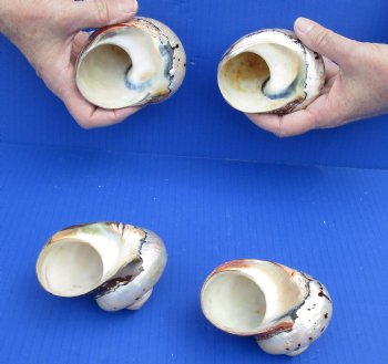 Real Nice 4 piece lot of Polished turbo samarticus shells for shell collecting - $29/lot