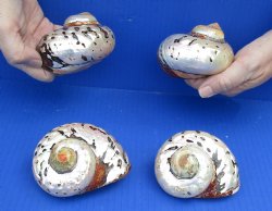 Beautiful 4 piece lot of Polished turbo samarticus shells for shell collecting - $29/lot