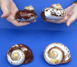 Nice 4 piece lot of Polished turbo samarticus shells for shell collecting - $29/lot