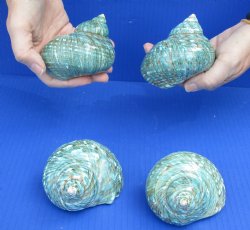 Authentic 4 piece lot of Polished green turbo for hermit crab shell - $29/lot