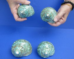 For Sale 4 piece lot of Polished green turbo shells for shell crafts - $29/lot