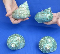Beautiful 4 piece lot of Polished green turbo shells for shell crafts - $29/lot