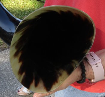 This is a Real 37 inch wide base polished water buffalo horn - Buy Now for $59
