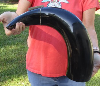 Genuine 30 inch wide base polished water buffalo horn - For Sale for $55