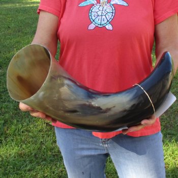 27" Wide Base, Polished Buffalo Horn - $50