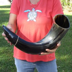 30" Wide Base, Polished Buffalo Horn - $55