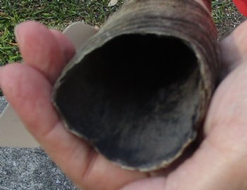 Genuine Gemsbok horn for making shofars, 40 inches for $32