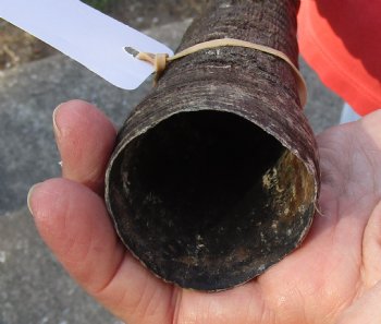 Genuine Gemsbok horn for making shofars, 39 inches for $29