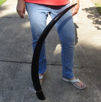 Authentic 41 inch polished buffalo horn from an Indian water buffalo - $34