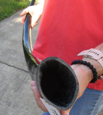 Authentic 41 inch polished buffalo horn from an Indian water buffalo - $34