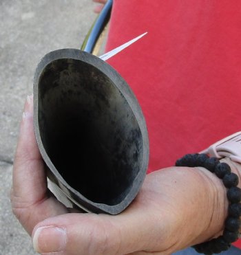 41 inch polished buffalo horn from an Indian water buffalo - For Sale for $34