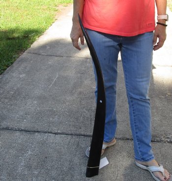 Buy this 40 inch polished buffalo horn from an Indian water buffalo - $34