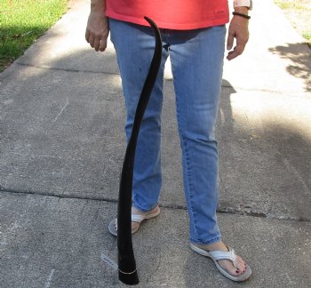 Buy this 40 inch polished buffalo horn from an Indian water buffalo - $34