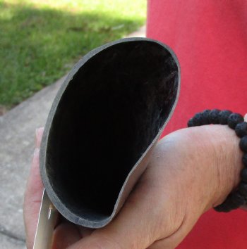 Buy this 40 inch polished buffalo horn from an Indian water buffalo - $34