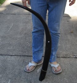 41 inch polished bu...