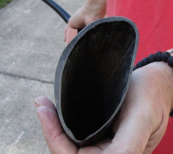 41 inch polished buffalo horn from an Indian water buffalo - Available for Sale for $34