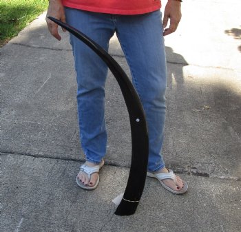Buy this 41 inch polished buffalo horn from an Indian water buffalo for $34