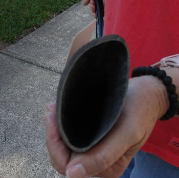 Buy this 41 inch polished buffalo horn from an Indian water buffalo for $34