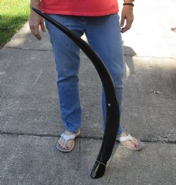 44 inch polished bu...