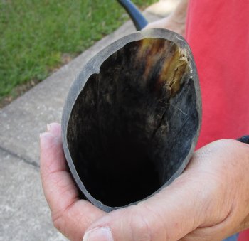 44 inch polished buffalo horn from an Indian water buffalo - Buy Now for $34