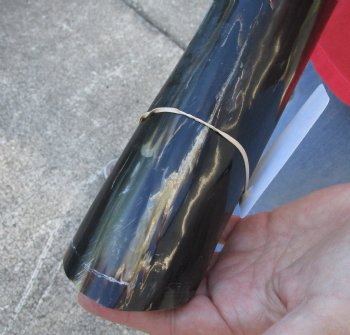 44 inch polished buffalo horn from an Indian water buffalo - Buy Now for $34