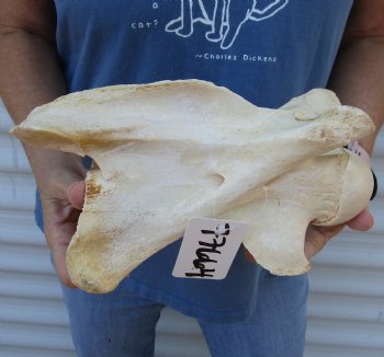 Buy this Authentic 10-1/2 inch Giraffe Neck Vertebrae Bone for $50