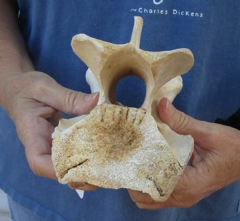 Small 7 inch Giraffe Neck Vertebrae Bone Available for Sale for $40