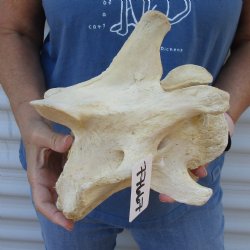 Real 9 inch Giraffe Neck Vertebrae Bone for $50