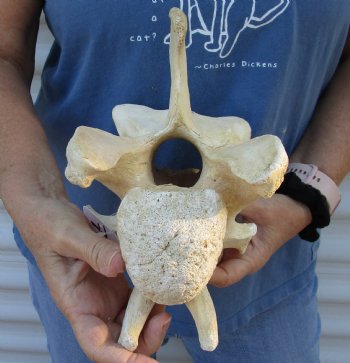 Real 9 inch Giraffe Neck Vertebrae Bone for $50