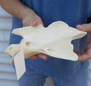 Small 8" Giraffe Neck Vertebrae Axis Bone - Buy Now for $40