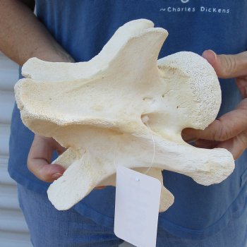 Small 7 inch Giraffe Neck Vertebrae Bone Available for Sale for $40