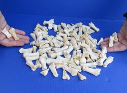 100 Assorted Deer Leg Joint Bones and toe nails - Buy Now for $30.00