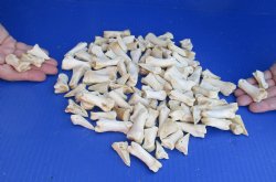 100 Assorted Deer Leg Joint Bones - Buy Now for $30.00