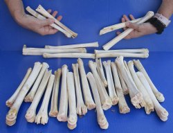 30 piece lot of deer leg bones 7 to 10 inches long Buy Now for <font color=red>Special Price of $25</font>
