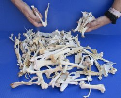 For Sale 100 pc lot of assorted small bones 1-1/2 inch to 5 inch for $40.00