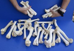 30 piece lot of deer leg bones 5 to 8 inches long Buy Now for <font color=red>Special Price of $25</font>