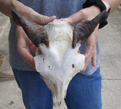 B-Grade 9 inch Authentic Goat skull from India with 5 inch horns for sale - $30