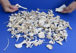200 pc lot of assorted tiny bones 2-1/2 inch and Under  - Available For Sale $50.00