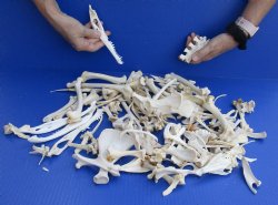 100 pc lot of assorted small bones 2 inch to 6 inch - Available For Sale $40.00