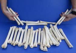 30 piece lot of deer leg bones 7 to 10 inches long Buy Now for <font color=red>Special Price of $25</font>