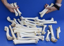 30 piece lot of deer leg bones 5 to 9 inches long Buy Now for <font color=red>Special Price of $25</font>