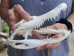 Buy Now B-Grade Florida Alligator Skull, 7" x 3-1/2" for $30