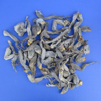 50 Preserved Iguana Legs, 4" to 8" - <font color=red>Special Price $25</font>