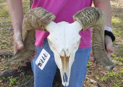 B-Grade African Merino Ram/Sheep Skull with 21 inch Horns - $130