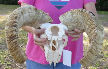 B-Grade African Merino Ram/Sheep Skull with 25 and 27 inch Horns - $130